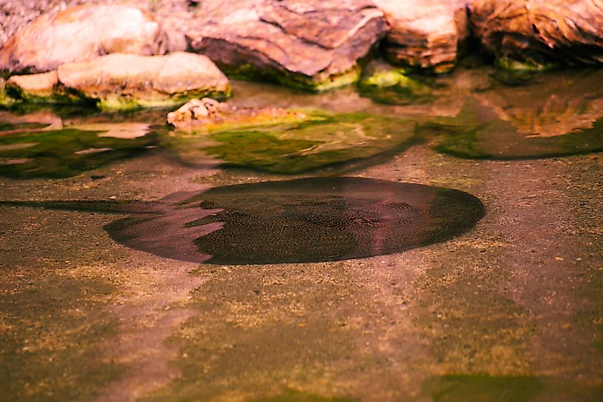 The ocellate river stingray or Potamotrygon motoro