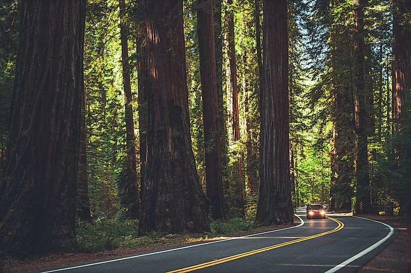 Redwood forest near Eureaka, California.