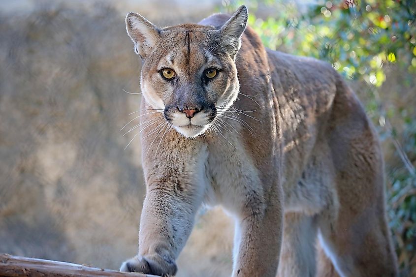 What Animals Live In North America? - WorldAtlas What Animals Live In North America? - WorldAtlas