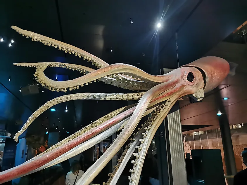 The world's first plastinated giant squid (Architeuthis dux), nicknamed "Wheke", displayed at the Muséum national d'histoire naturelle in Paris