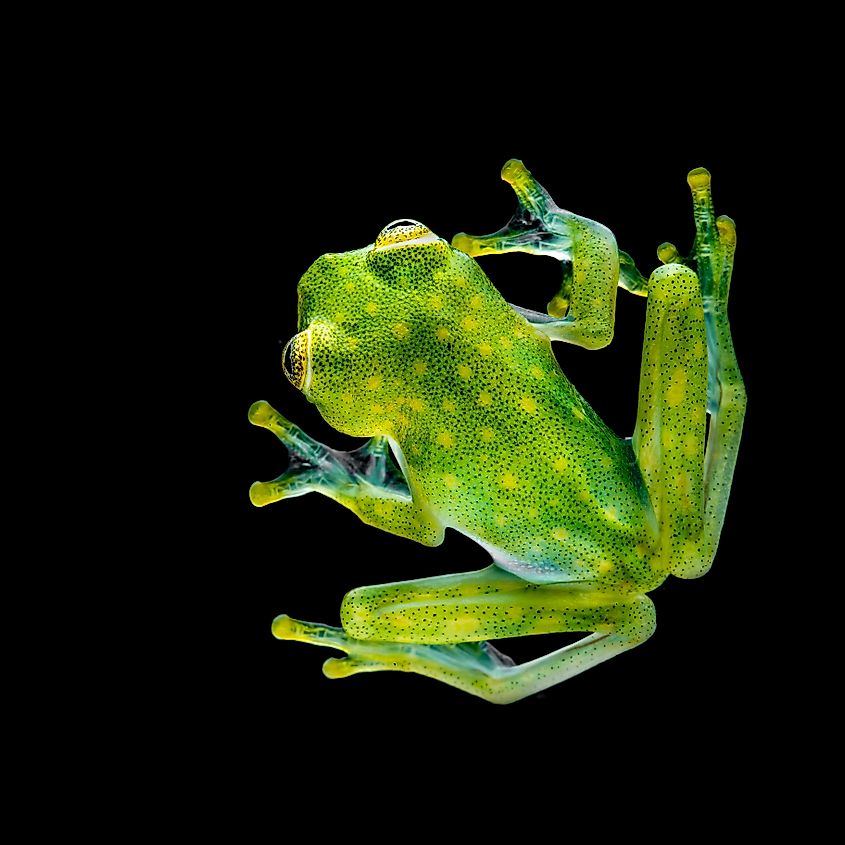 Glass frog, stock