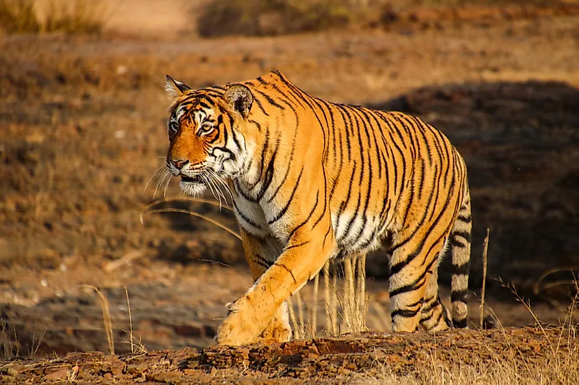A Bengal tiger, Ranthambore National Park, India.