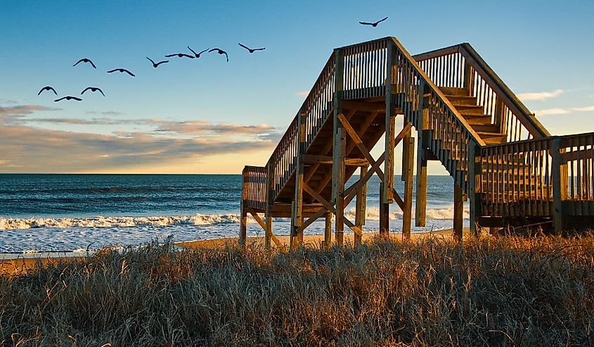 Flock of Birds at Topsail Beach in Jacksonville North Carolina