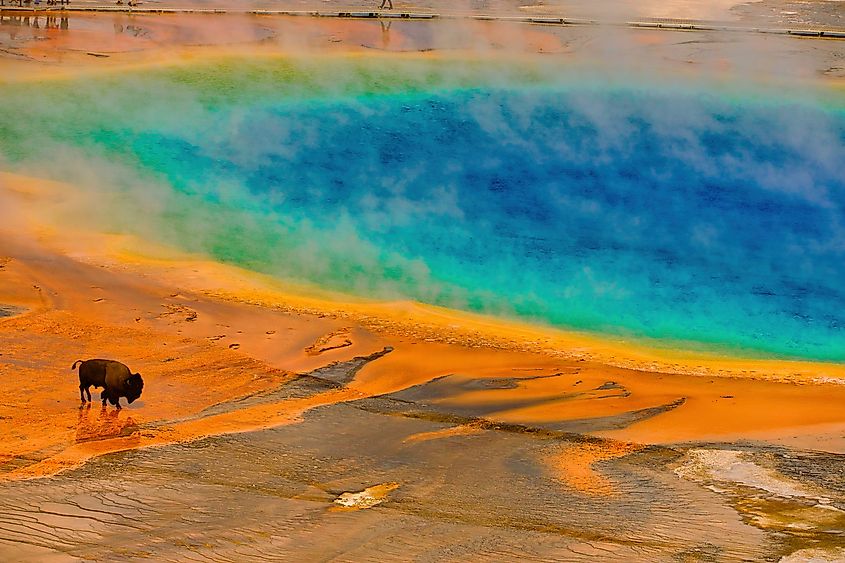 Bison walking near the Grand Prismatic Spring in Wyoming.