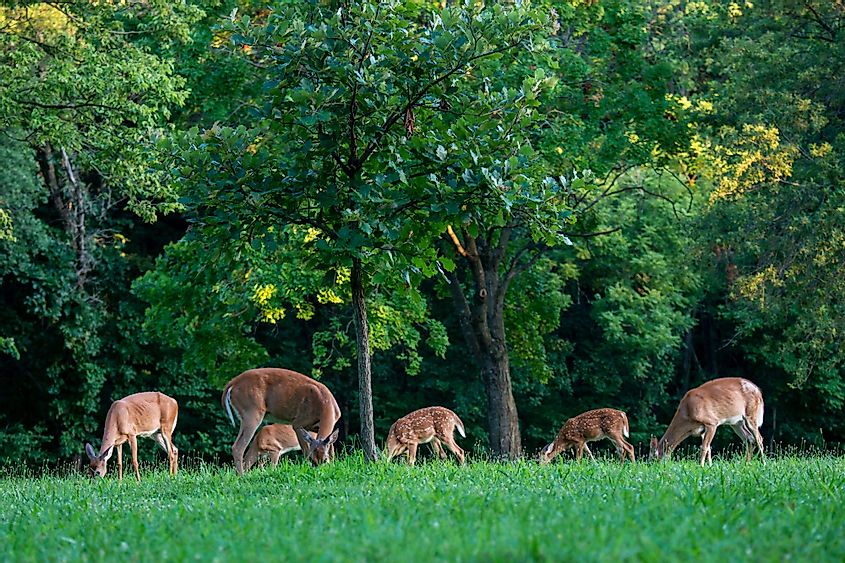 A herd of white-tailed deer grazing in Wyandotte County Lake Park in Kansas City, Kansas