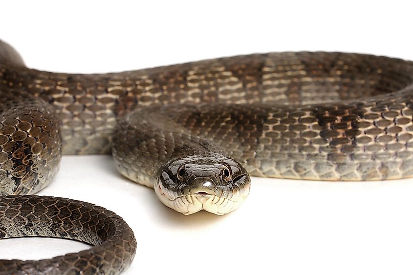 A Lake Erie watersnake on a rocky beach