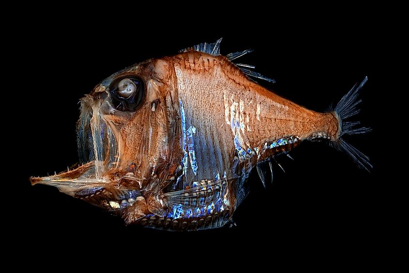 Deep sea tropical hatchetfish (Argyropelecus lychnus),
