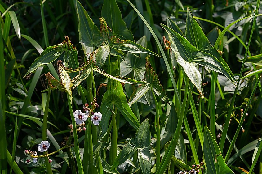 Closeup of arrowhead flowers that grow along the banks of the Kuban River.