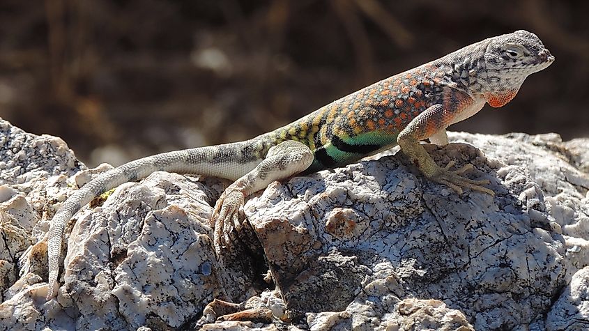 A Greater Earless Lizard at Saguaro National Park.