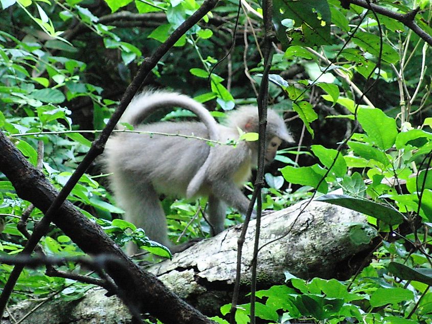 Kipunji, or mangabey monkey, in Tanzania.