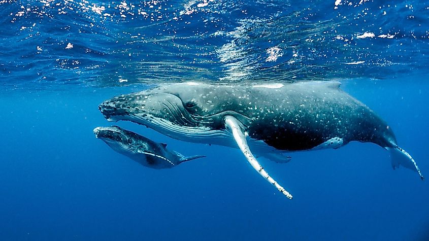 Humpback Whales.