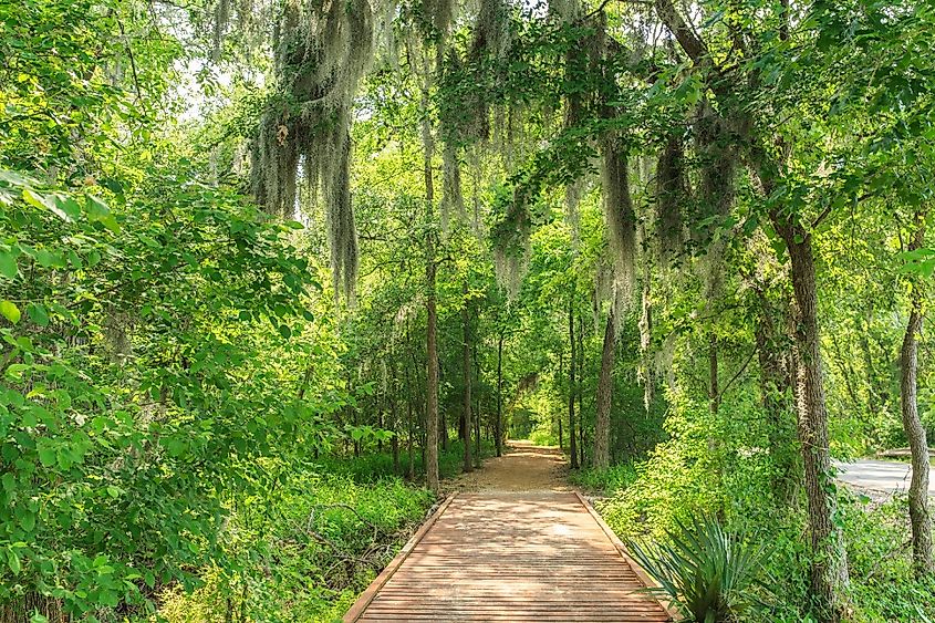 Dwarf Palmettos can be seen along the trails of Palmetto State Park, Gonzales, Texas