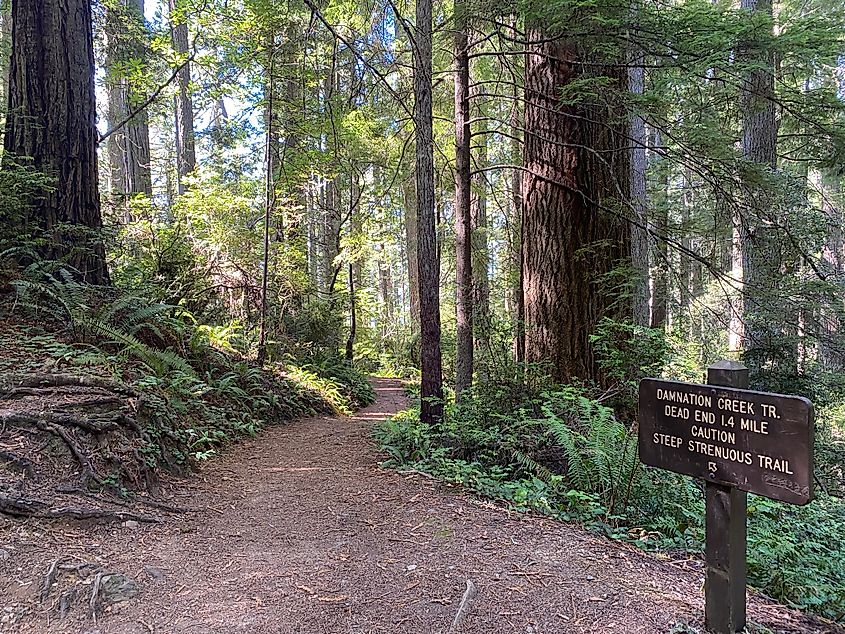 A sign indicating Damnation Creek Trail kicks off a hike through the redwoods.