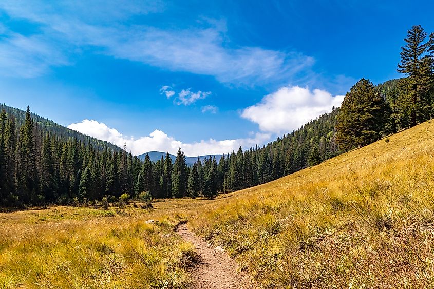 Mount Baldy in the White Mountains of eastern Arizona. Credit: Jeremy Cobb/ Shutterstock.com