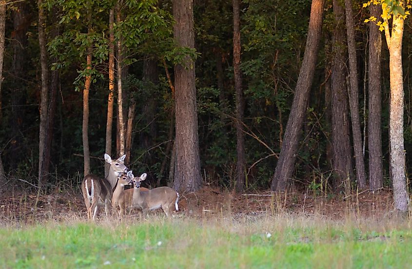 white tailed deer