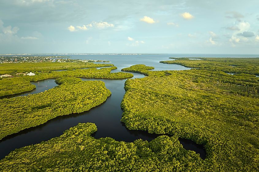 Overhead view of Everglades swamp with green vegetation.