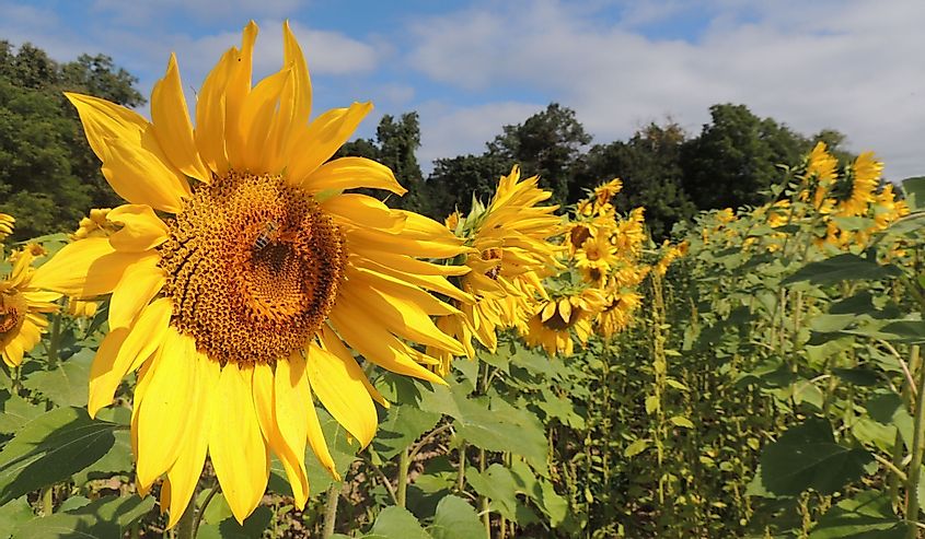 Sunflower field in Jarrettsville Pike, Monkton