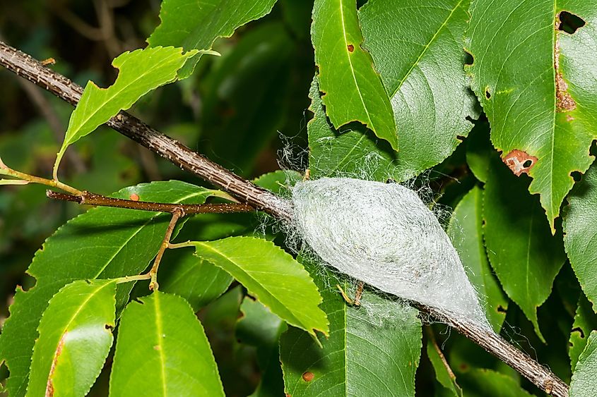 The Cocoon of the Cecropia Moth