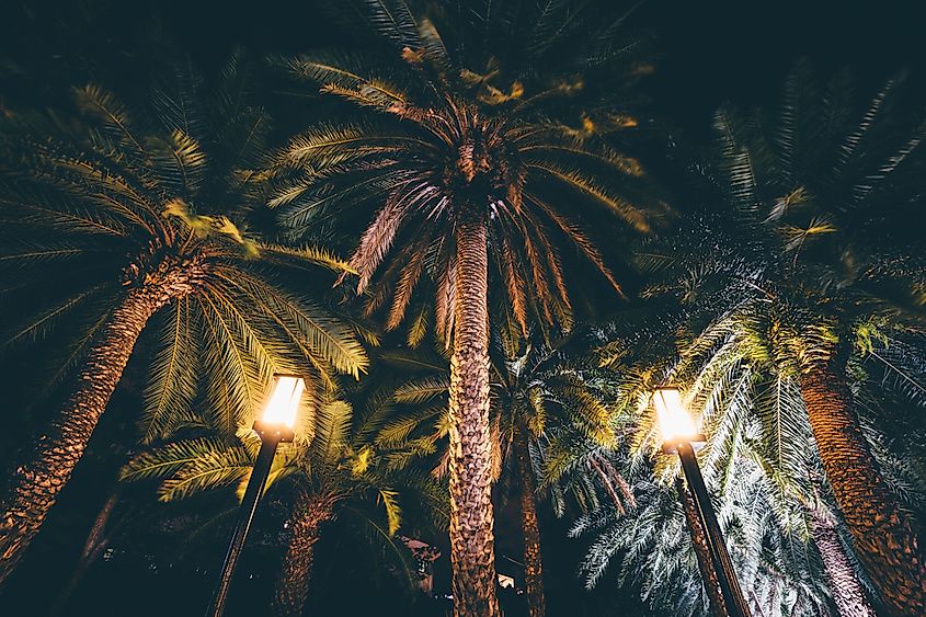 Trees at night in Manila.
