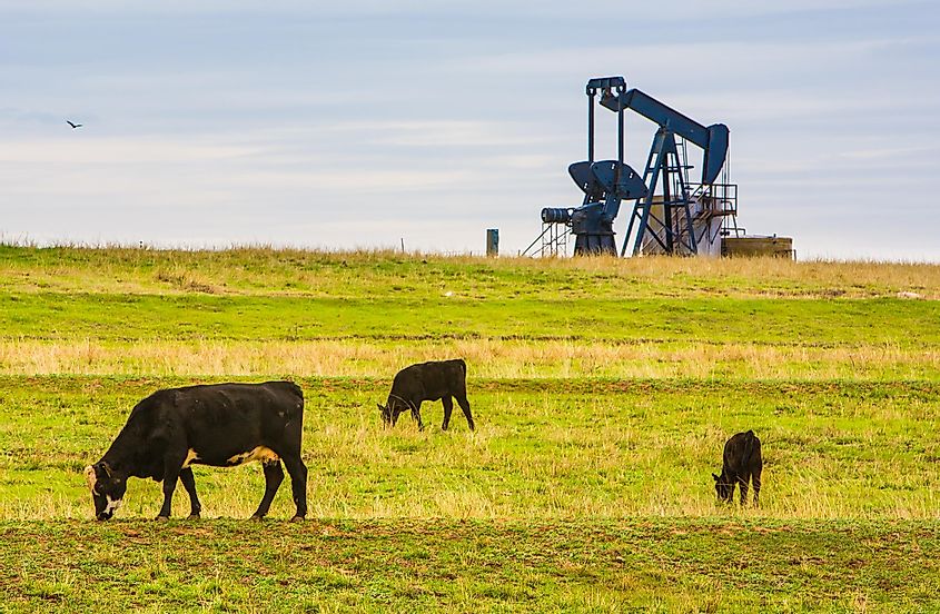 Black Angus cattle grazing in an Oklahoma pasture adjacent to an operating oil well.