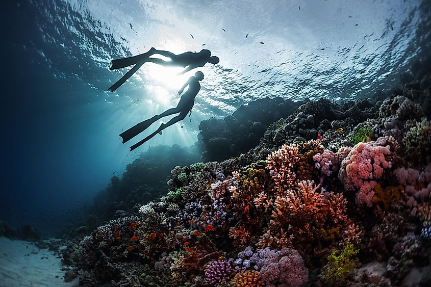 Red Sea coral reef