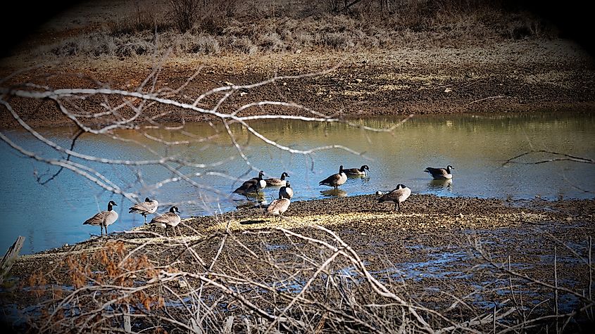 Canadian geese at Montgomery Lake near Cabool, Missouri.