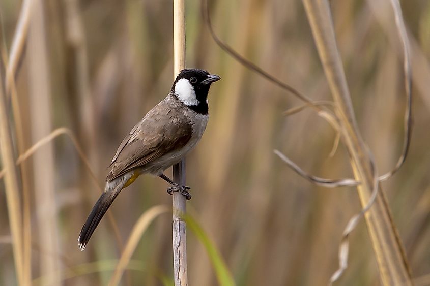 Sultanpur National Park