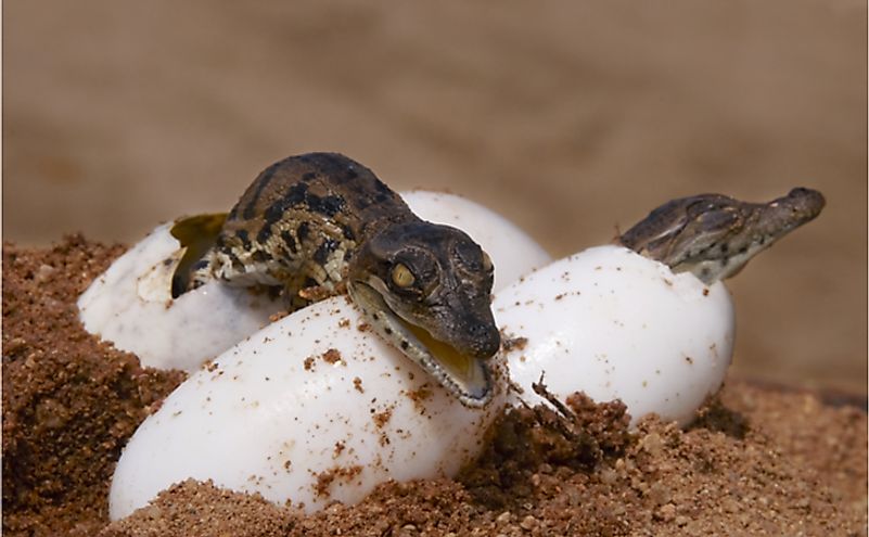 8 Interesting Facts About The Nile Crocodile - WorldAtlas