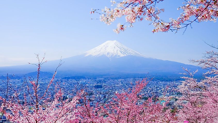 Mount Fiji and cherry blossoms during spring. 