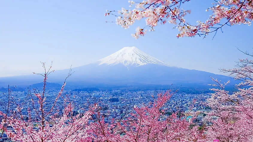 Mount Fiji and cherry blossoms during spring. 