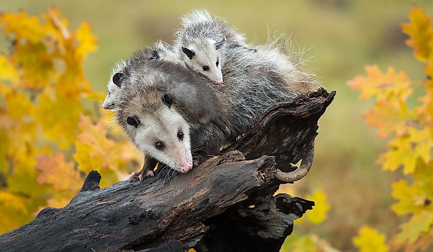 Opossum (Didelphimorphia) With Joeys On Log in Autumn - captive animals