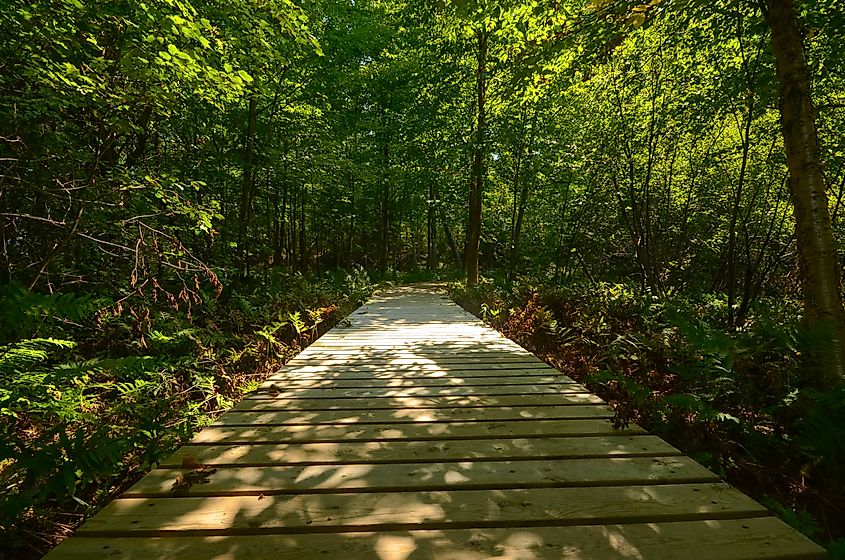 The Northern Highland-American Legion State Forest in Vilas County, Wisconsin.