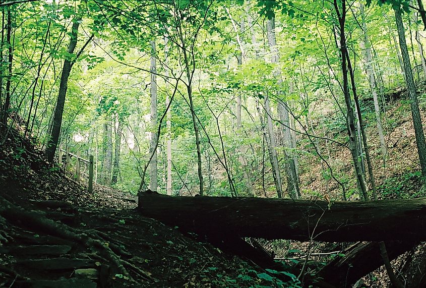 Portion of a trail inside Core Arboretum near Oak Hill, West Virginia.