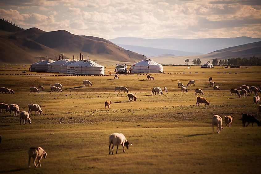 Mongolia yurts