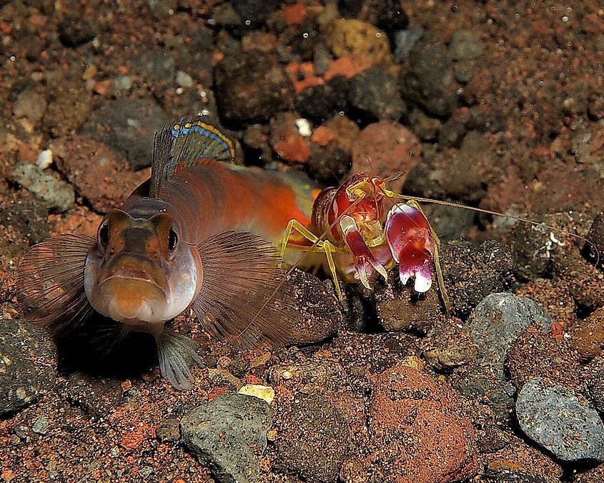 Gobi (Amblyeleotris yanoi) and shrimp (Alpheus randalli)