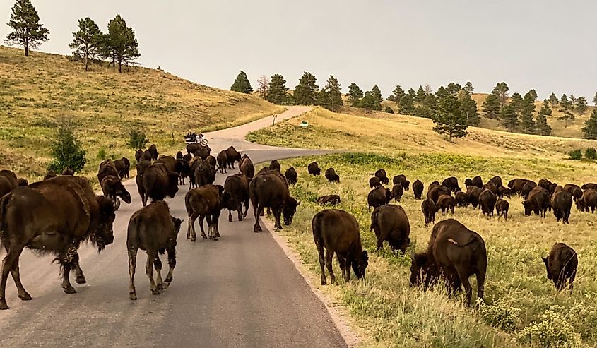 Herd of buffalo jamming up the road in Custer State Park.