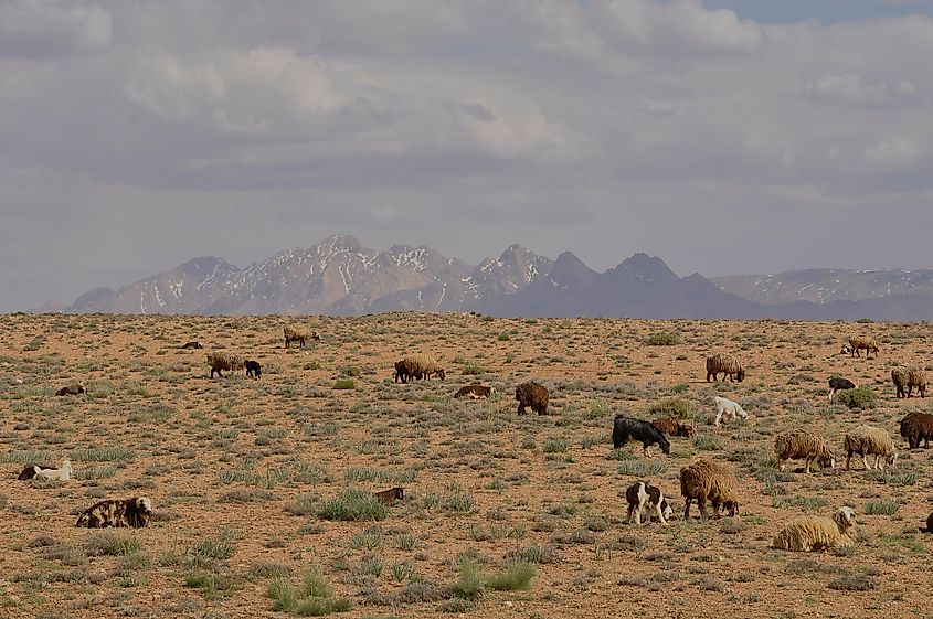 Zagros mountains