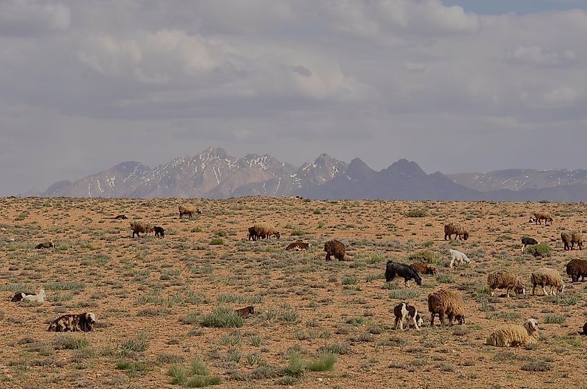 Zagros Mountains