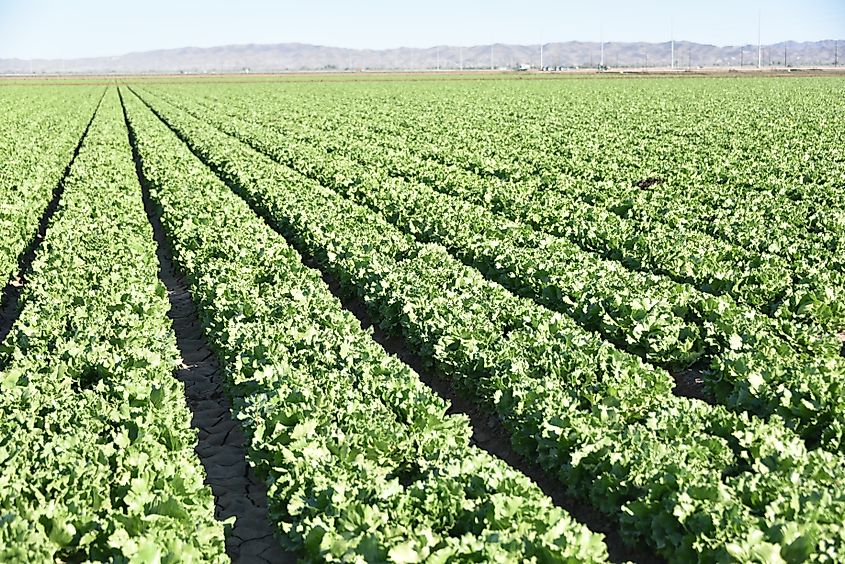 Rows of leafy green lettuce growing in a desert vegetable field in Yuma, Arizona