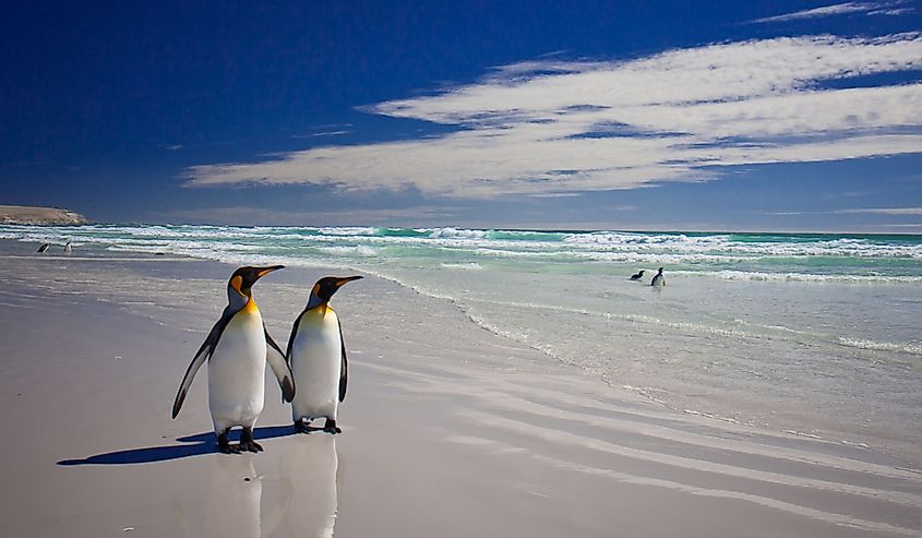 Emperor penguins walking along a beach in the Falklands.