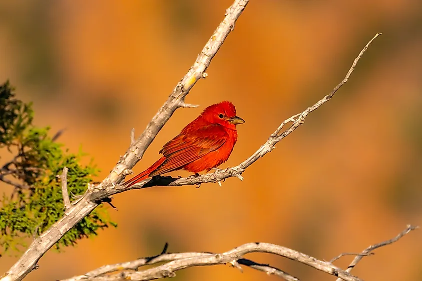 A summer tanager in the Big Bend National Park.