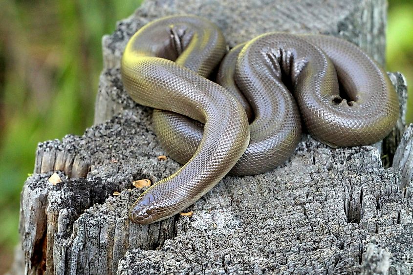 Rubber Boa - Charina bottae.