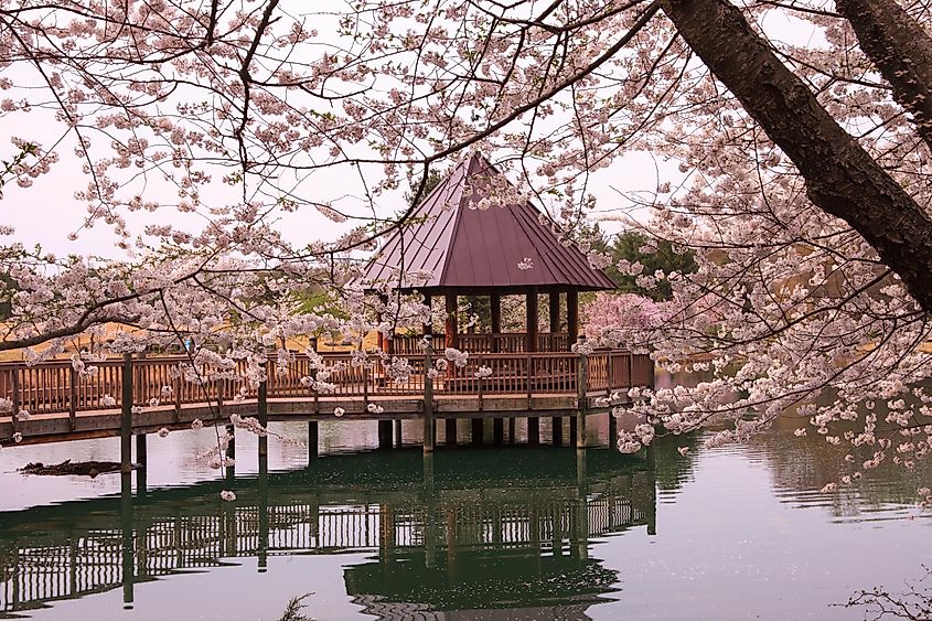 Cherry Blossom Gazebo at Meadowlark Park, Northern Virginia.