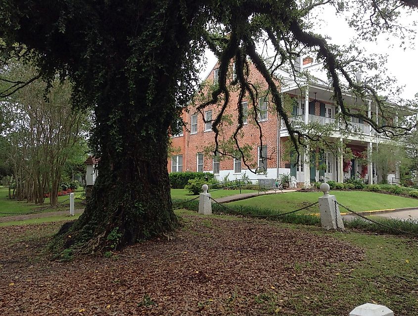 Evangeline Oak in Saint Martinville, Louisiana