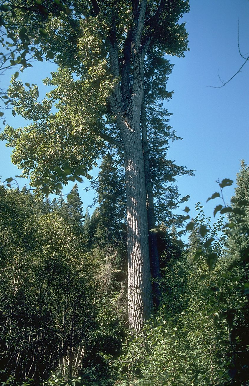 Populus trichocarpa mature tree in mixed forest. Lookingglass Creek, Walla Walla Ranger District, Umatilla National Forest, northeastern Oregon.