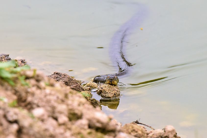Diamond Back Water Snake.