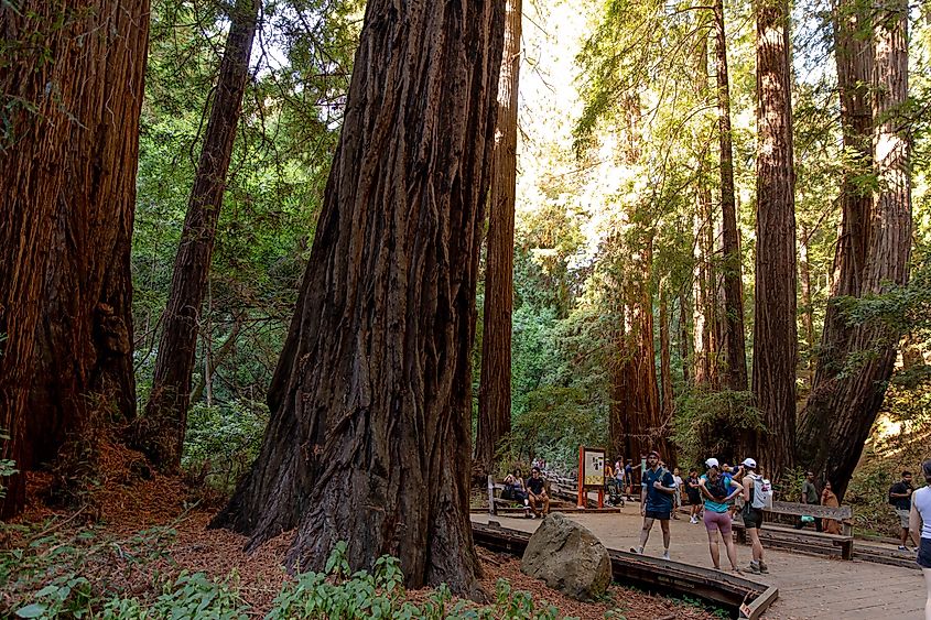 Visitors hiking the Muir Woods National Monument near Mill Valley, California