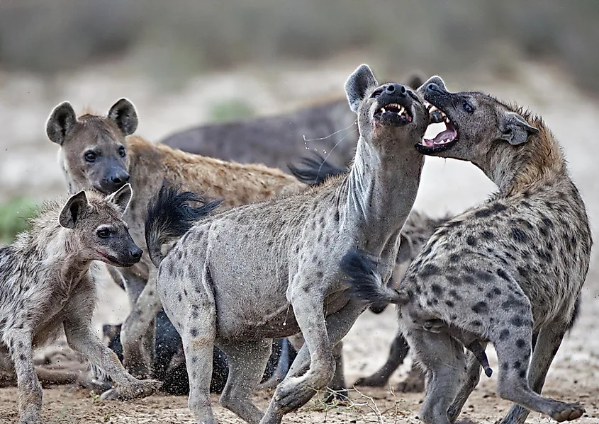 hyena bite