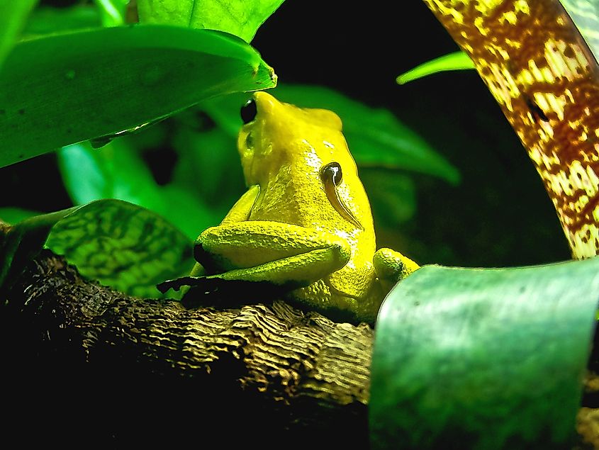Poison dart frog, Phyllobates bicolor, with tadpole on its back.