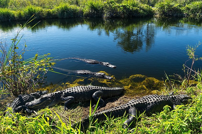 everglades
